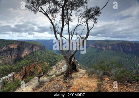 Le gommier australien se dresse haut sur le bord de Burramoko Head, surplombant la Grose Valley, près de Hanging Rock, NSW, Australie. Banque D'Images