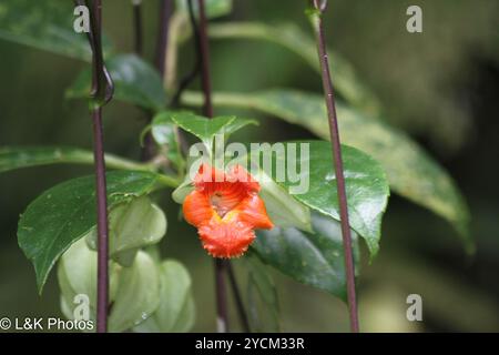 (Drymonia rubra) Plantae Banque D'Images