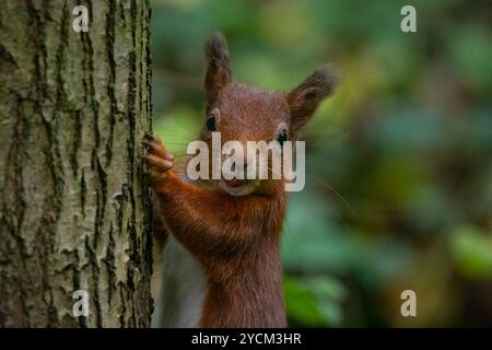 Écureuil rouge (Sciurus vulgaris), au RSPB Loch Leven, Écosse, Royaume-Uni. Banque D'Images