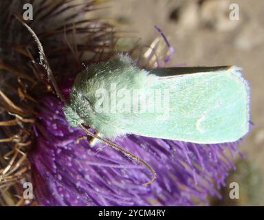 Burren Green (Calamia Tridens) Insecta Banque D'Images