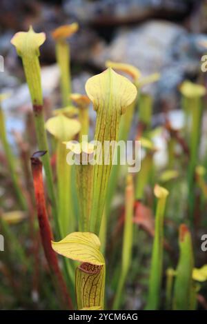 Sarracenia flava Pitcher trompette jaune Banque D'Images