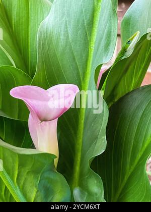 Un lézard vert se cache dans les feuilles de cette plante de lis de calla de couleur rose. Le camouflage parfait. Banque D'Images