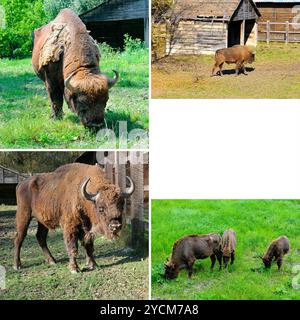 Un gros mâle, une femelle et des oursons de bison européen dans une réserve en Moldavie. Espace libre pour le texte. Collage. Banque D'Images