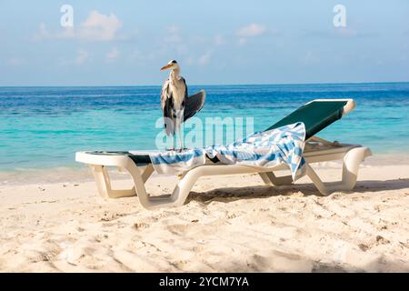 Chiron gris sur un transat sur la plage. Maldives Océan Indien. Banque D'Images