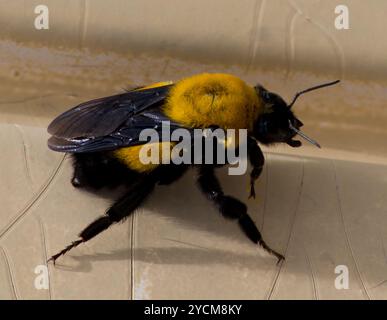 L'insecte de Morrison's Bumble Bee (Bombus morrisoni) Banque D'Images