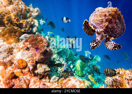 - La tortue imbriquée Eretmochelys imbricata flotte sous l'eau. Les récifs coralliens de l'océan Indien aux Maldives. Banque D'Images