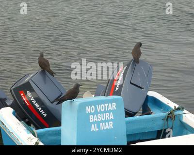 Galápagos Noddy brun (Anous stolidus galapagensis) Aves Banque D'Images