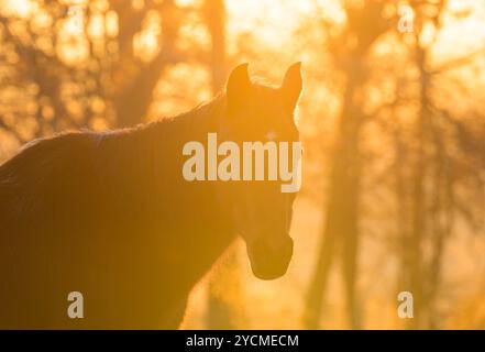 Cheval arabe silhouetté contre le lever de soleil brillant par un froid matin d'hiver, avec son souffle chaud visible dans l'air Banque D'Images