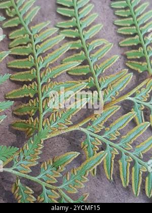 Fougère dure (Paesia scaberula) Plantae Banque D'Images