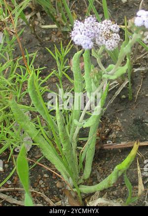 (Denekia capensis) Plantae Banque D'Images