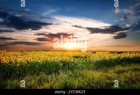 Champ de tournesols Banque D'Images