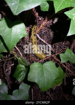 Button's Banana Slug (Ariolimax buttoni) Mollusca Banque D'Images