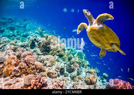 - La tortue imbriquée Eretmochelys imbricata flotte sous l'eau. Les récifs coralliens de l'océan Indien aux Maldives. Banque D'Images