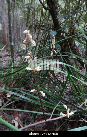 Grande orchidée de pomme de terre (Gastrodia procera) Plantae Banque D'Images