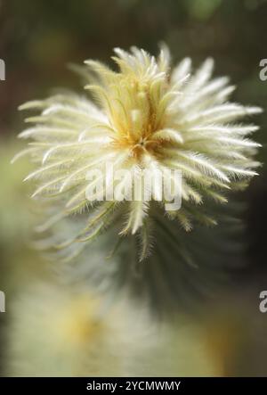 Fleur de plume ou buisson de flanelle, Phylica pubescens. Plante est couverte de cheveux très fins comme des feuilles, est super doux plumeux au toucher et a Banque D'Images