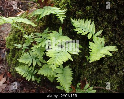 Polypodie australe (Polypodium cambricum) Plantae Banque D'Images