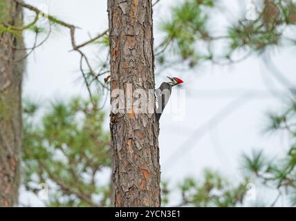 Pic de bois pilé forage dans un pin dans la réserve naturelle nationale d'Okefenokee en Géorgie Banque D'Images