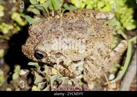 Grenouille à grosse tête commune (Oreobates quixensis) Amphibia Banque D'Images