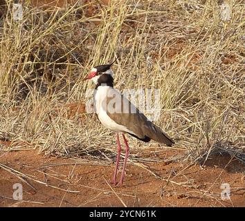 Voûte à tête noire (Vanellus tectus) Aves Banque D'Images