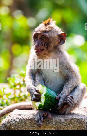 Jeune singe macaque à longue queue de manger Banque D'Images