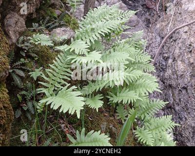 Polypodie australe (Polypodium cambricum) Plantae Banque D'Images