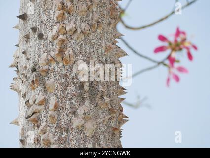 Ceiba Chorisia speciosa, bouteille ou arbre à soie poussant sur l'île de Grand Canaria. Arbre exotique tropical avec des fleurs roses et des épines sur le tronc. Banque D'Images