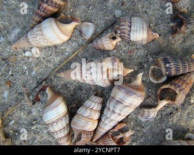 Mollusque géant Mangrove Whelk (Terebralia palustris) Banque D'Images