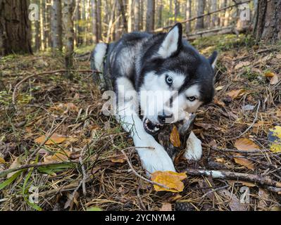 Un Husky sibérien mâche un os, sa queue remuant d'excitation Banque D'Images