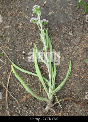 (Denekia capensis) Plantae Banque D'Images