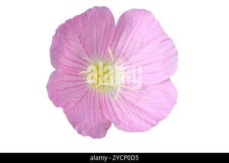 Une image délicate d'une Oenothera speciosa isolée, également connue sous le nom d'onagre, avec des taches visibles de pollen. Parfait pour botanique, floral et Banque D'Images