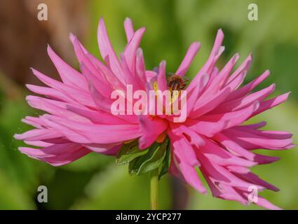 Insecte ailé brun cueillant nectar jaune centre spikey rose dahlia. Banque D'Images