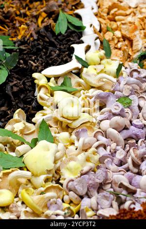 Grand assortiment de champignons cultivés vendus sur le marché intérieur Banque D'Images