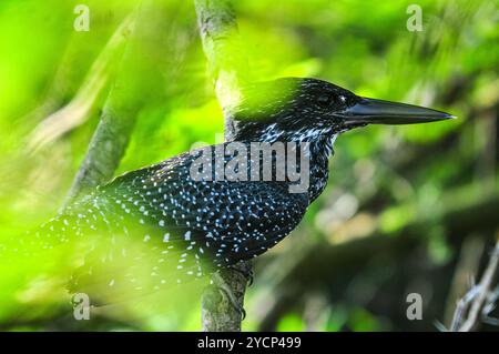 KINGFISHER GÉANT ( Megaceryle maxima) dans le parc national de Murchison Falls - Ouganda. Le pêcheur roi géant est régionalement proche de la menace ( R-NT)- Banque D'Images