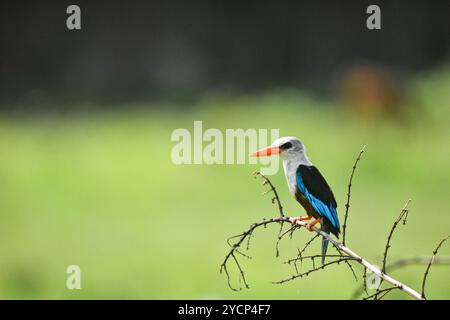 Kingfisher à tête grise (kingfisher à ventre de châtaigne) - Halcyon leucocephala à Ntoroko - Ouganda Banque D'Images