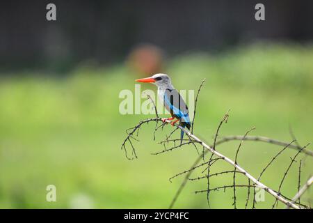 Kingfisher à tête grise (kingfisher à ventre de châtaigne) - Halcyon leucocephala à Ntoroko - Ouganda Banque D'Images