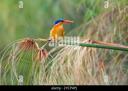 MALACHITE KINGFISHER ( Alcedo cristata ) Banque D'Images