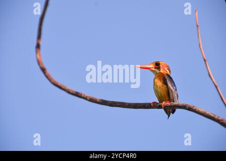 MALACHITE KINGFISHER ( Alcedo cristata ) - Serenada Eco Resort - Ouganda Banque D'Images