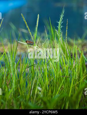 Un petit oiseau Estrildid finch perché sur un grand brin d'herbe. L'oiseau est brun avec un bec pointu, et l'herbe est d'un vert vif. En indonésien Banque D'Images