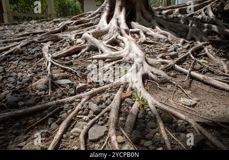 Banir Beringin Iprik, Preh, Ficus retusa, Ficus truncata racine contrefort, fond naturel. Banque D'Images