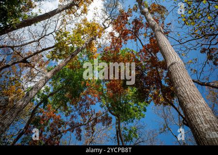 Feuilles d'acajou colorées, forêt de Swietenia macrophylla à Gunung Kidul, Yogyakarta, Indonésie. Banque D'Images