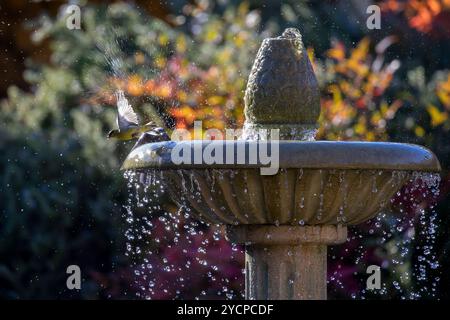 Fontaine en automne Banque D'Images