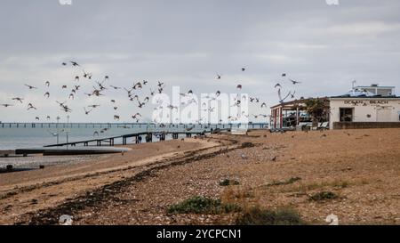 Un grand troupeau d'oiseaux survole la plage de Southend, Essex. Banque D'Images