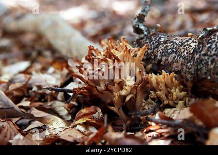 Champignon corail strict - Ramaria Strica Banque D'Images