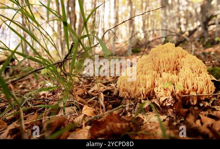 Champignon corail strict - Ramaria Strica Banque D'Images