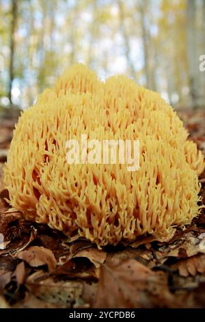 Champignon corail strict - Ramaria Strica Banque D'Images