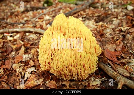 Champignon corail strict - Ramaria Strica Banque D'Images