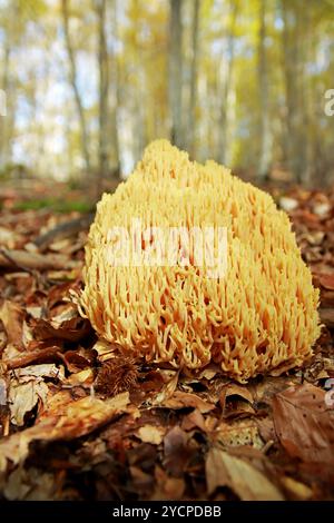 Champignon corail strict - Ramaria Strica Banque D'Images