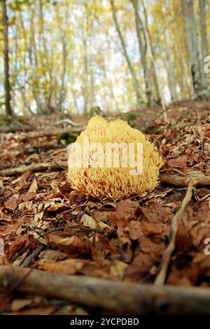 Champignon corail strict - Ramaria Strica Banque D'Images