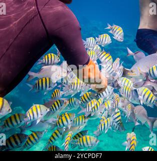 L'homme nourrit les poissons tropicaux sous l'eau. Récif corallien océanique. Avertissement - prise de vue authentique sous l'eau dans des conditions difficiles. Un peu de grain et ma Banque D'Images