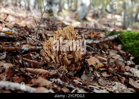 Champignon corail strict - Ramaria Strica Banque D'Images